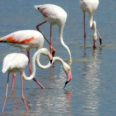 Villa Trappeto Dellago With Sea View, Pool, Parking & Wi-fi